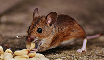 24 Hour & Emergency Exterminators in Gibsonville, NC